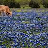Texas hill country wildlife (labeled) texas panhandle and prairie wildlife (labeled) texas pineywoods (labeled) tidal zones; 1