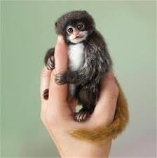 We did not find results for: How Much Does A Finger Monkey Cost Cute Finger Monkey Web