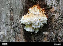 Image result for Pycnoporellus alboluteus