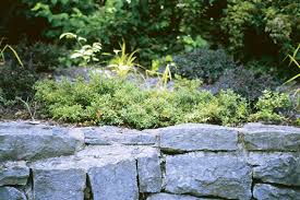 Image result for Clutia paxii