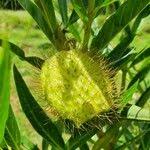 Image result for Gomphocarpus semilunatus
