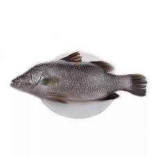 Ikan kakap putih (lates calcarifer, bloch) atau lebih dikenal dengan nama seabass/baramundi merupakan jenis ikan yang mempunyai nilai ekonomis, baik untuk memenuhi kebutuhan konsumsi. Jual Kakap Putih 5 8 Ons 1 Ekor Fresh Jakarta Fresh Food