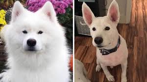 When grooming your samoyed, divide the hair into sections, combing first, and then brushing in order to achieve the best results. Dog Left Bald After Getting Fur Trimmed Youtube