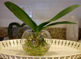 Growing Orchids In Water Orchids In Water Growing Orchids Orchid Terrarium