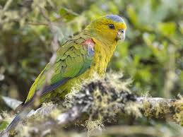 Image result for Indigofera paracapitata