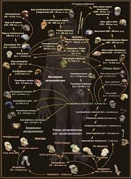 Human Origin And Other Species And Their Evolution Human Evolution Human Evolution Tree Evolution