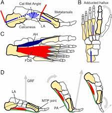 Plus, as we get older, our feet start to show their age. The Functional Importance Of Human Foot Muscles For Bipedal Locomotion Pnas