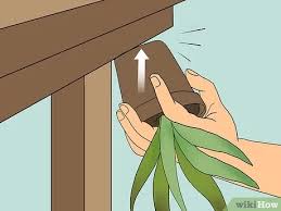 These fungi then cause root rot. Eine Kranke Aleo Vera Pflanze Wiederbeleben Wikihow
