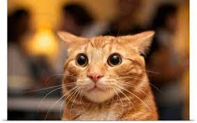 Poster Print Wall Art Print Entitled Flash Photo Of Orange Cat Looking Surprised With Large Eyes Ears Back None Silly Cats Cats Funny Animal Pictures