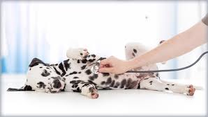 Pet insurance costs in florida. Pet Insurance Worth The Cost The Florida Bar Member Benefits Insurance Retirement Programs The Florida Bar Member Benefits Insurance Retirement Programs
