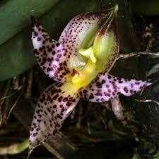 Image result for Bulbophyllum intertextum