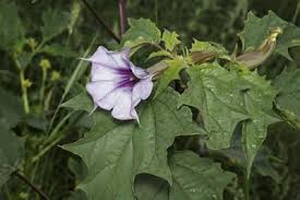 Image result for Datura stramonium