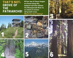 Just west of the stevens canyon entrance station. That S Not Grove Of The Mount Rainier National Park Facebook