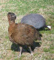 While gibson notes their volume isn't much more than a typical rooster. Guinea Chicken Hybrid Can Chickens And Guineas Breed Backyard Poultry