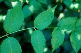 Image result for Rhodopentas