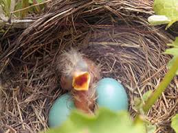 Baby Birds Out Of The Nest