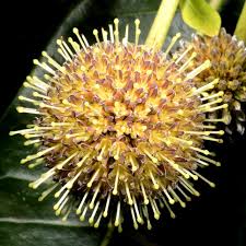 Image result for Breonadia