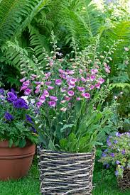 Image result for Digitalis purpurea