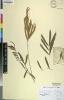 Image result for Tephrosia bracteolata