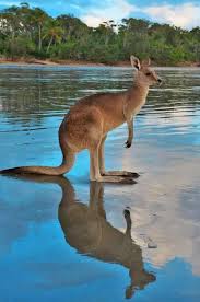 Fotograf Cute Australian Animals Australian Animals Animals