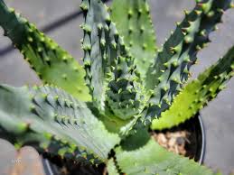 Image result for Aloe nuttii