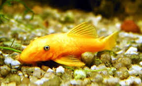 Bei gh ca.10, kh ca. Ancistrus Lemon L 144 Zierfische Fishgohome Com