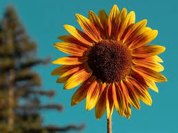 Tentu saja wallpaper animasi bunga matahari memang sudah banyak dicari oleh orang di internet. Koleksi Gambar Bunga Matahari Yang Cantik