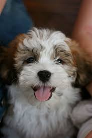 There is a $500.00 deposit to reserve your puppy (deposits are always. Shichon Teddy Bear Puppies Off 65 Www Usushimd Com