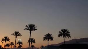See more ideas about palm trees, palm trees painting, tree painting. Palm Trees Night Stock Video Footage Royalty Free Palm Trees Night Videos Page 7