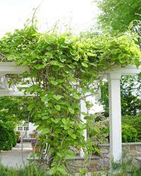 This species overwinters as a chrysalis, and it is likely that in most years cannot survive. Pipevine Aristolochia