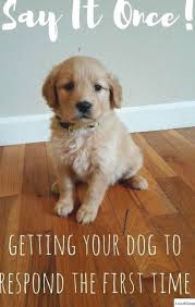 Dog Training Tips Panosundaki Pin