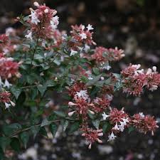 Abelia sparkling silver is easy to grow in full sun to light shade in most soils. Ruby Anniversary Abelia Chinensis Proven Winners