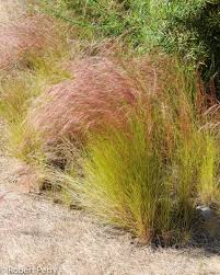 Image result for Aristida effusa