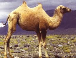 In addition to their humps, camels have other ways to. Medicine And Surgery Of Camelids
