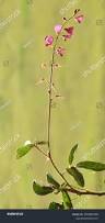 Image result for Desmodium incanum