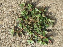 The plant can reach up to 40 cm (16 in) high, but is purslane is used by people in a wide range of ways. Common Purslane Plants Of The Middle Rio Grande Bosque Inaturalist