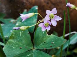 Image result for Oxalis latifolia