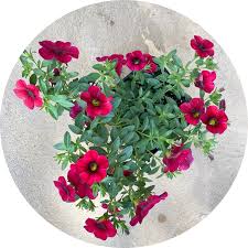 Image result for foto Million Bells