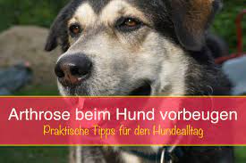 Arthrose Beim Hund Diagnose Therapie Hilfe Seniorpfoten