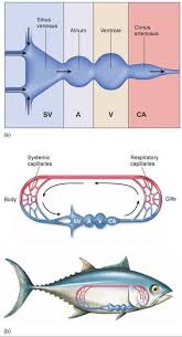 The top is called the atrium and the bottom chamber is called the ventricle. Fish Circulation Circulation Animal Life The Living World