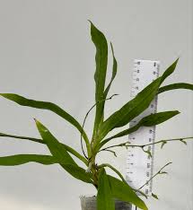 Image result for Angraecum calceolus
