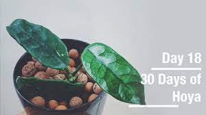 Now, i know it says eriostemma. Hoya Globulosa 30 Days Of Hoya 18 Of 30 Youtube