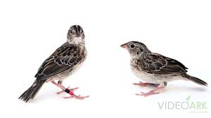 Image result for Sphedamnocarpus