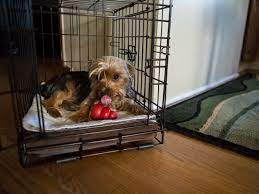 Put your dog in the crate using your regular command and a treat. How To Crate Train A Dog According To A Professional Dog Trainer