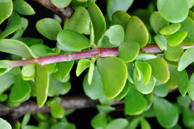 Image result for Stadmannia oppositifolia