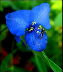 Image result for Commelina schweinfurthii