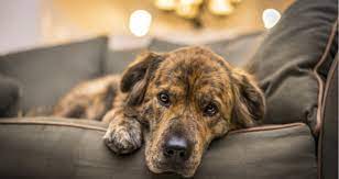 My Dog Is Vomiting After Being Spayed Is She Ok Petcoach