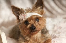 > all dallas dallas fort worth mid cities north dfw south dfw. Yorkie Rescue Near Me