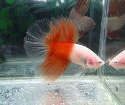 It is just an unofficial name or promotional name for a clear betta. Half Orange Half Cello Betta Fish Types Betta Fish Betta