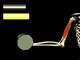 Isometric Vs Isotonic Contractions Youtube Isometric Contraction Isometric Exercises Isometric